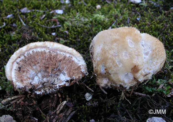 Oligoporus ptychogaster = Postia ptychogaster = Ptychogaster albus